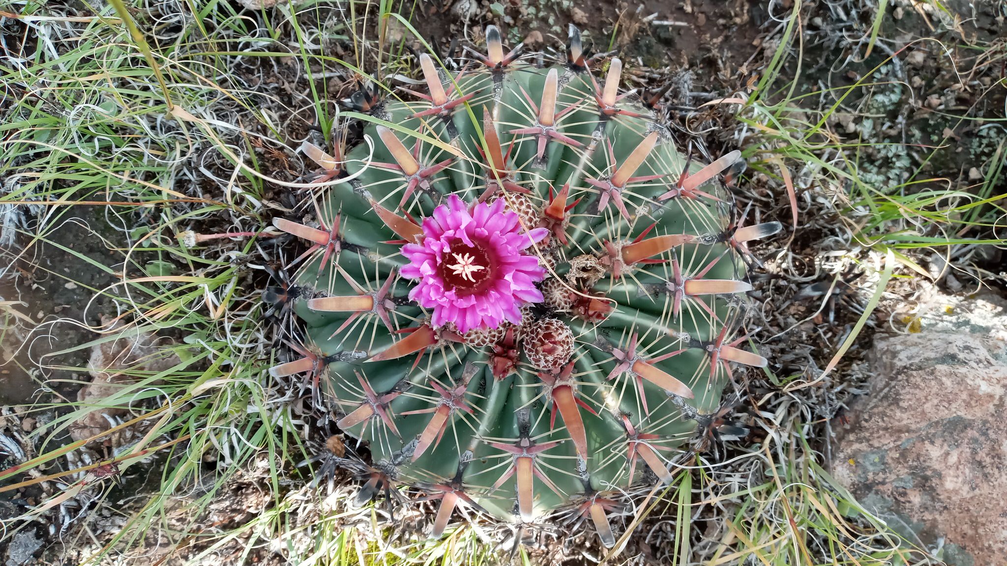 Ferocactus latispinus 